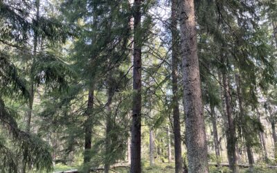 Pakko sanoa! -festivaalilla kohdataan metsässä